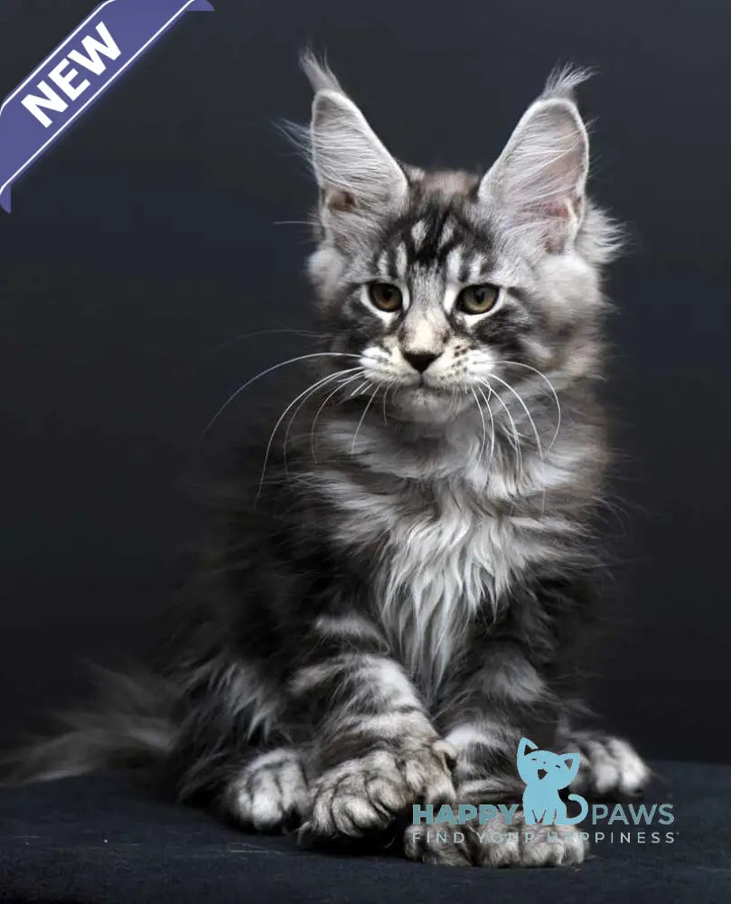 Fabio Maine Coon polydactyl male black silver tabby - live animals