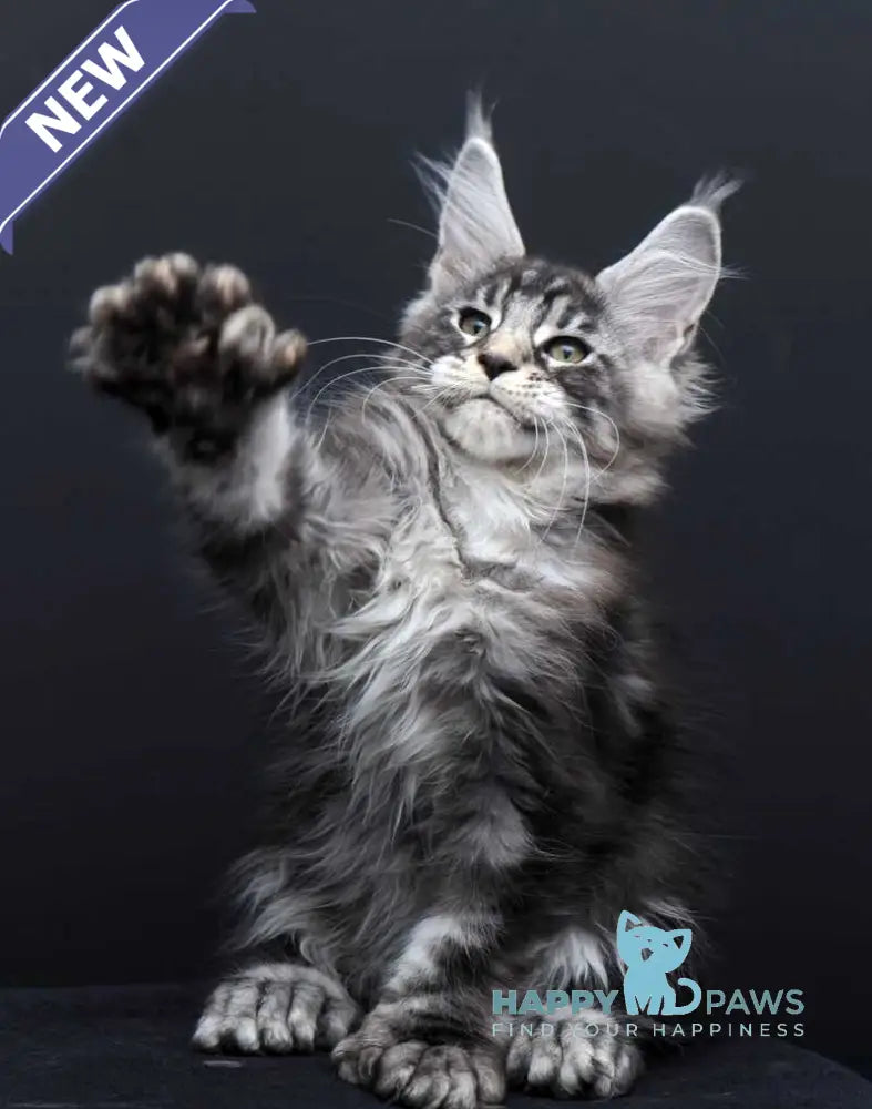 Fabio Maine Coon polydactyl male black silver tabby - live animals