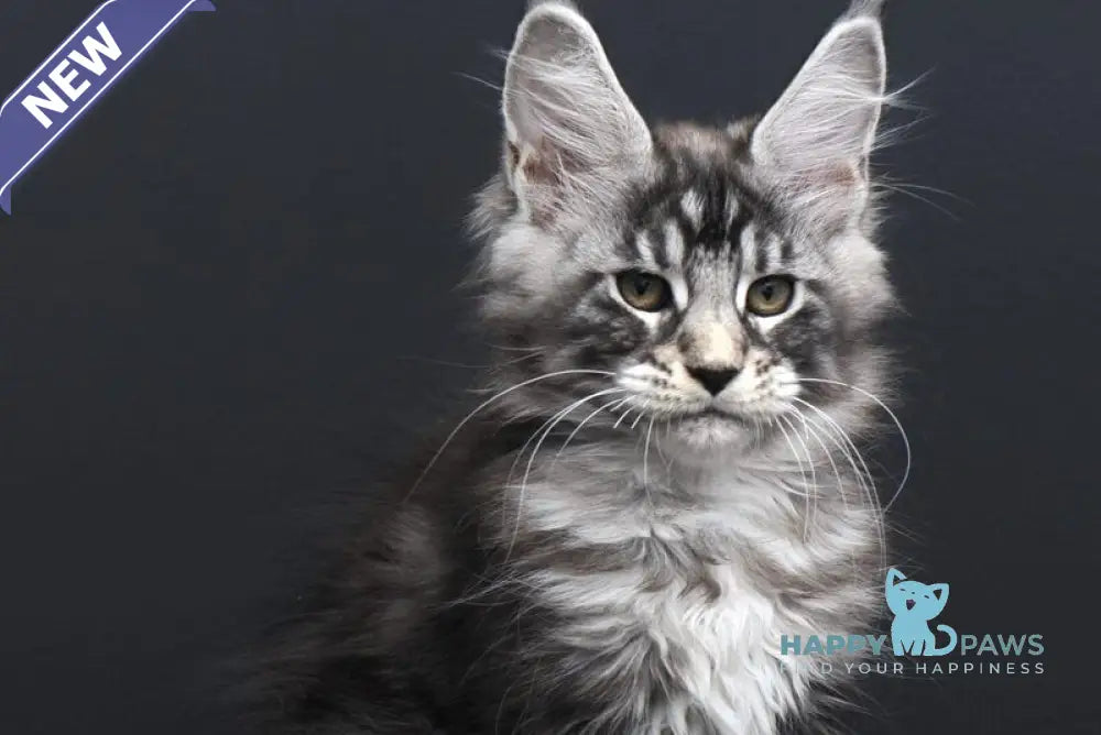 Fabio Maine Coon polydactyl male black silver tabby - live animals