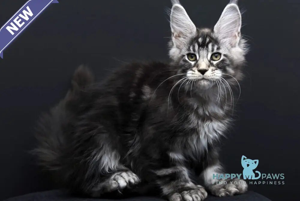 Fabio Maine Coon polydactyl male black silver tabby - live animals