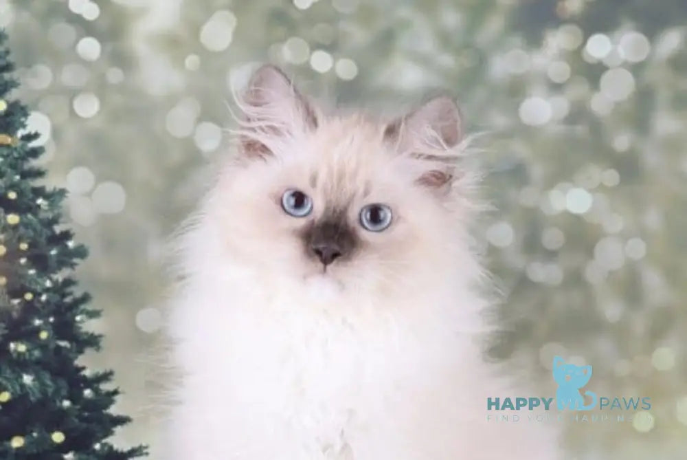 Fabio Siberian male blue with white pointed live animals