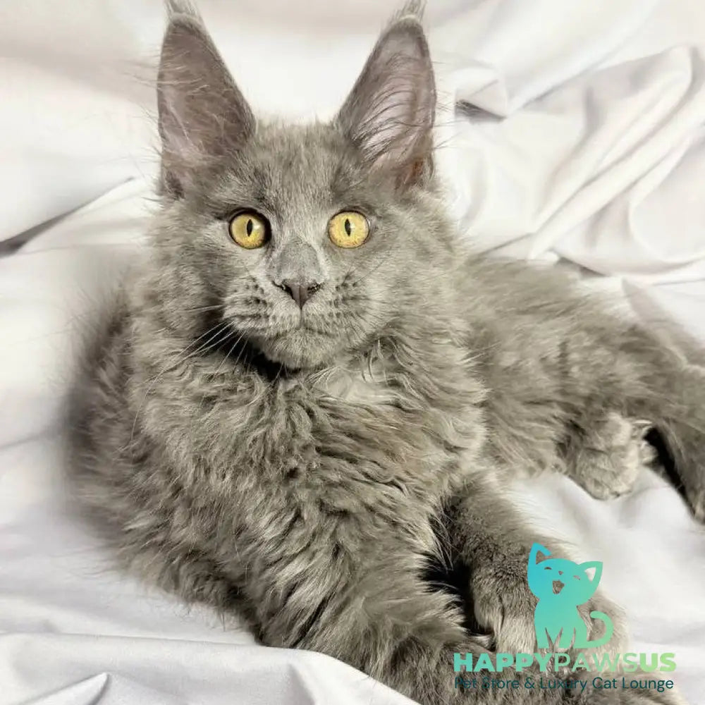 Fablette Maine Coon polydactyl 6x6x6x6 female blue silver with white - live animals