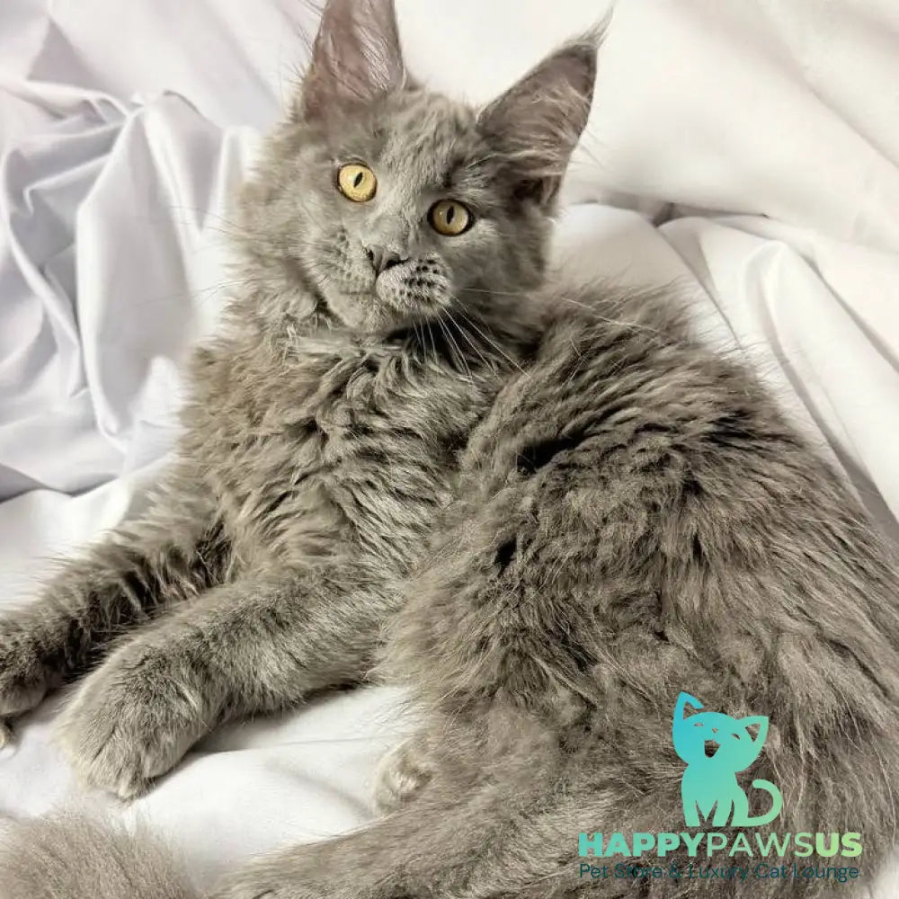 Fablette Maine Coon polydactyl 6x6x6x6 female blue silver with white - live animals