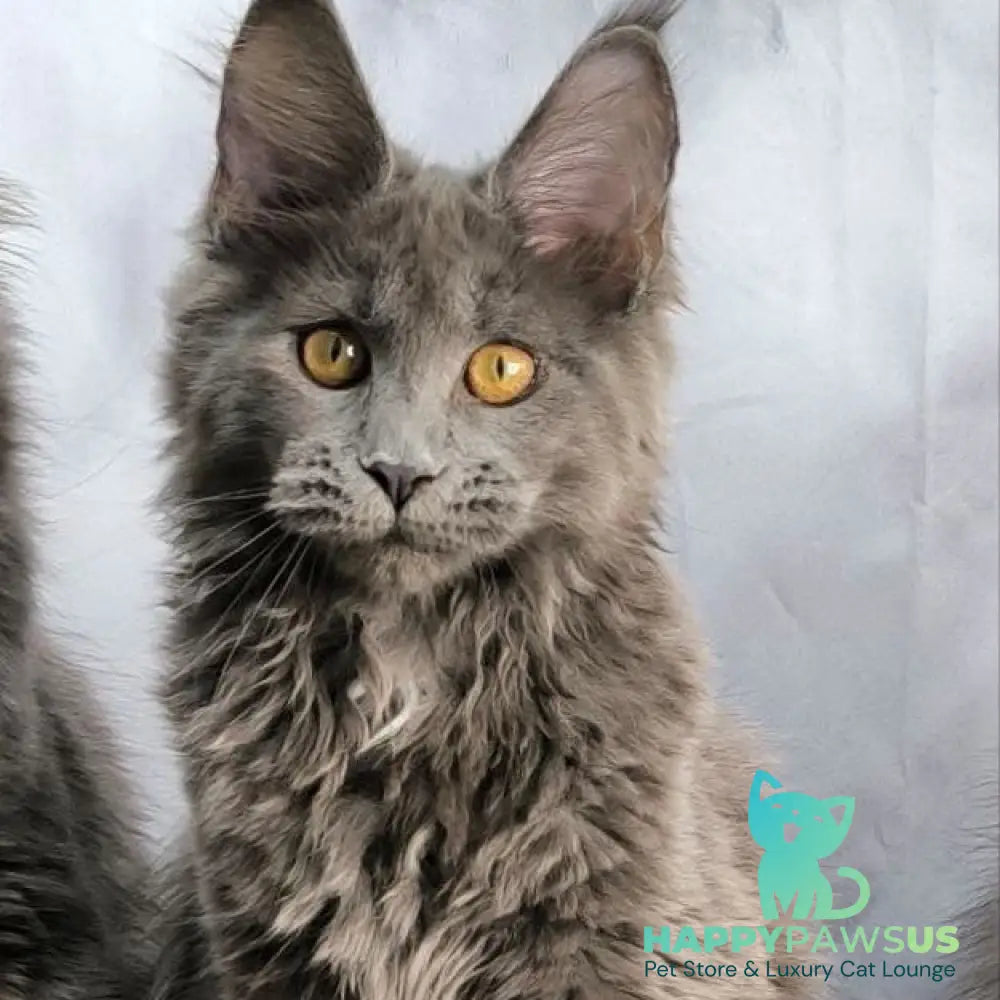 Fablette Maine Coon polydactyl 6x6x6x6 female blue silver with white - live animals