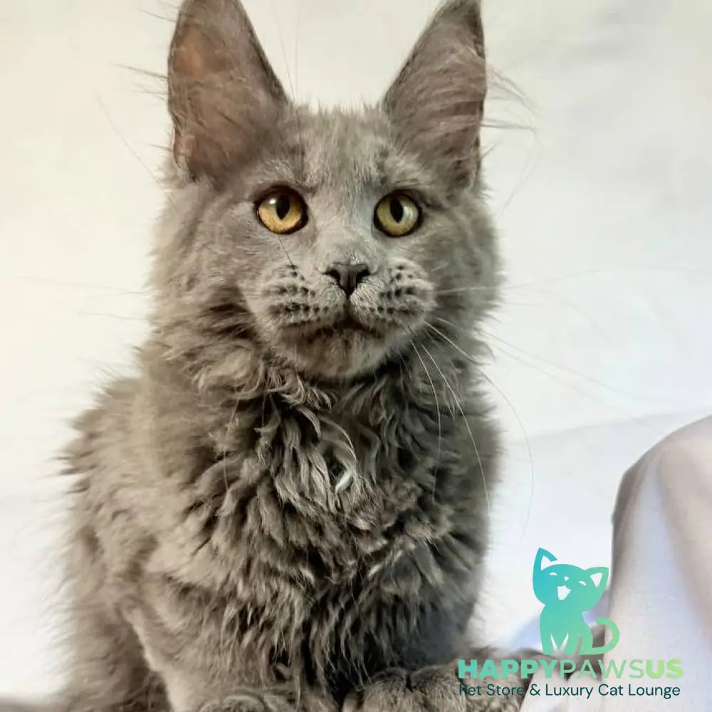 Fablette Maine Coon polydactyl 6x6x6x6 female blue silver with white - live animals