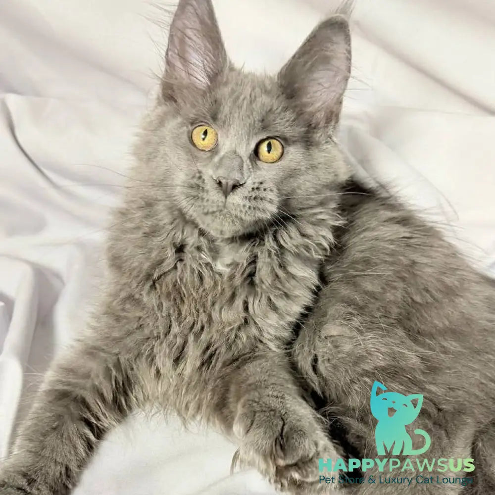 Fablette Maine Coon polydactyl 6x6x6x6 female blue silver with white - live animals