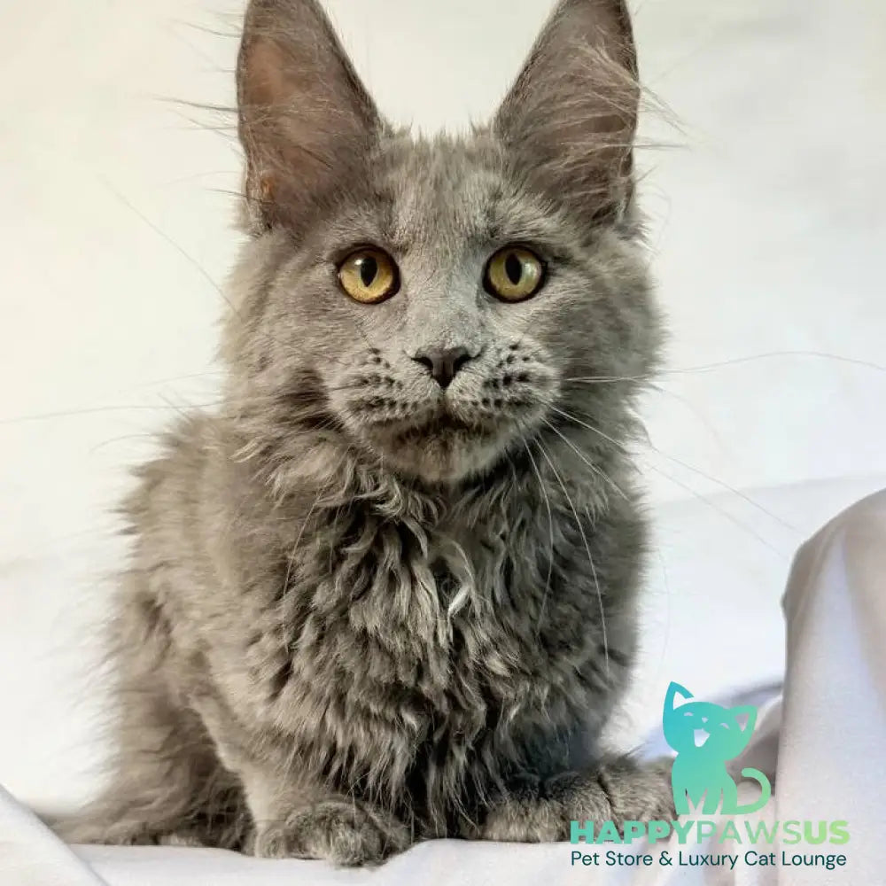 Fablette Maine Coon polydactyl 6x6x6x6 female blue silver with white - live animals