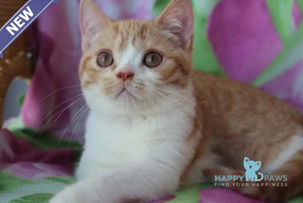 Faddey British Shorthair male red bicolour live animals