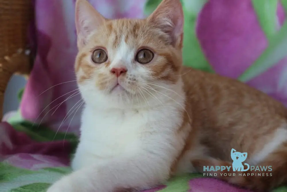 Faddey British Shorthair male red bicolour live animals