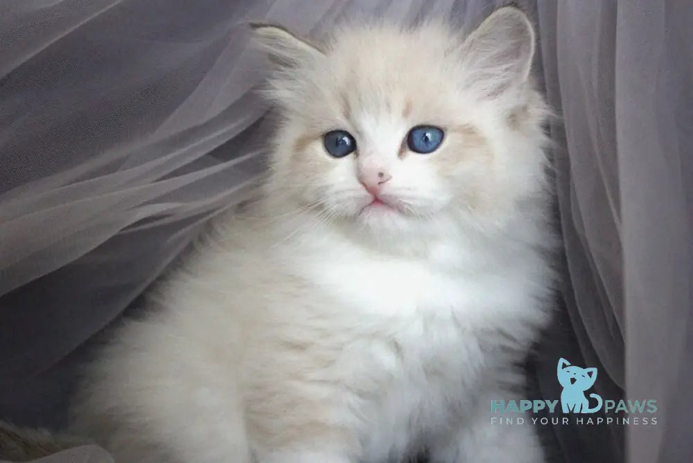 Fadey Siberian male black bicolour tabby pointed - live animals