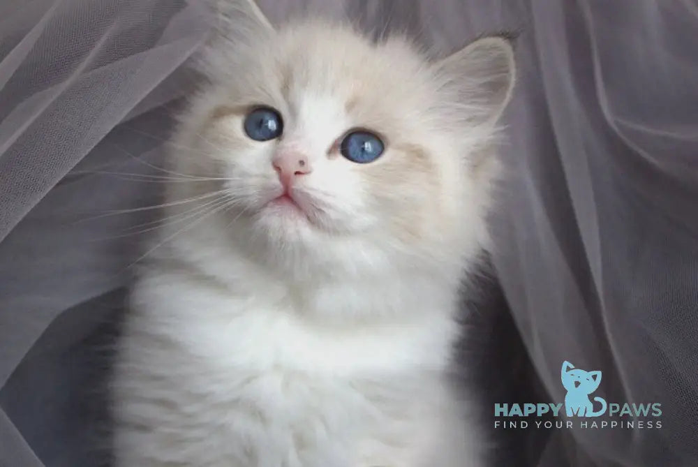 Fadey Siberian male black bicolour tabby pointed - live animals