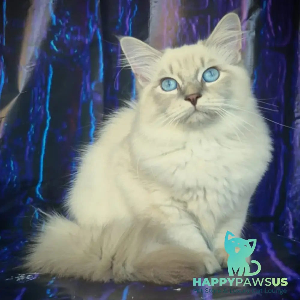 Fadey Siberian male blue tabby pointed - live animals