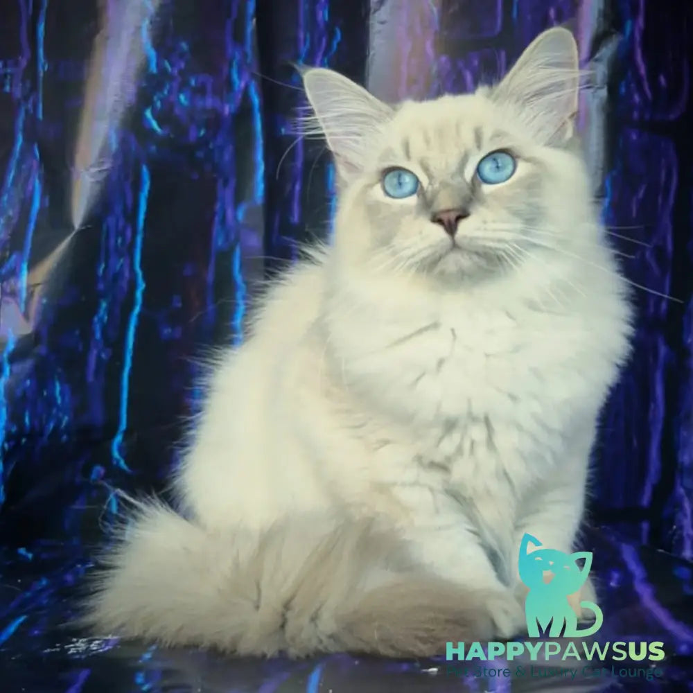 Fadey Siberian male blue tabby pointed - live animals