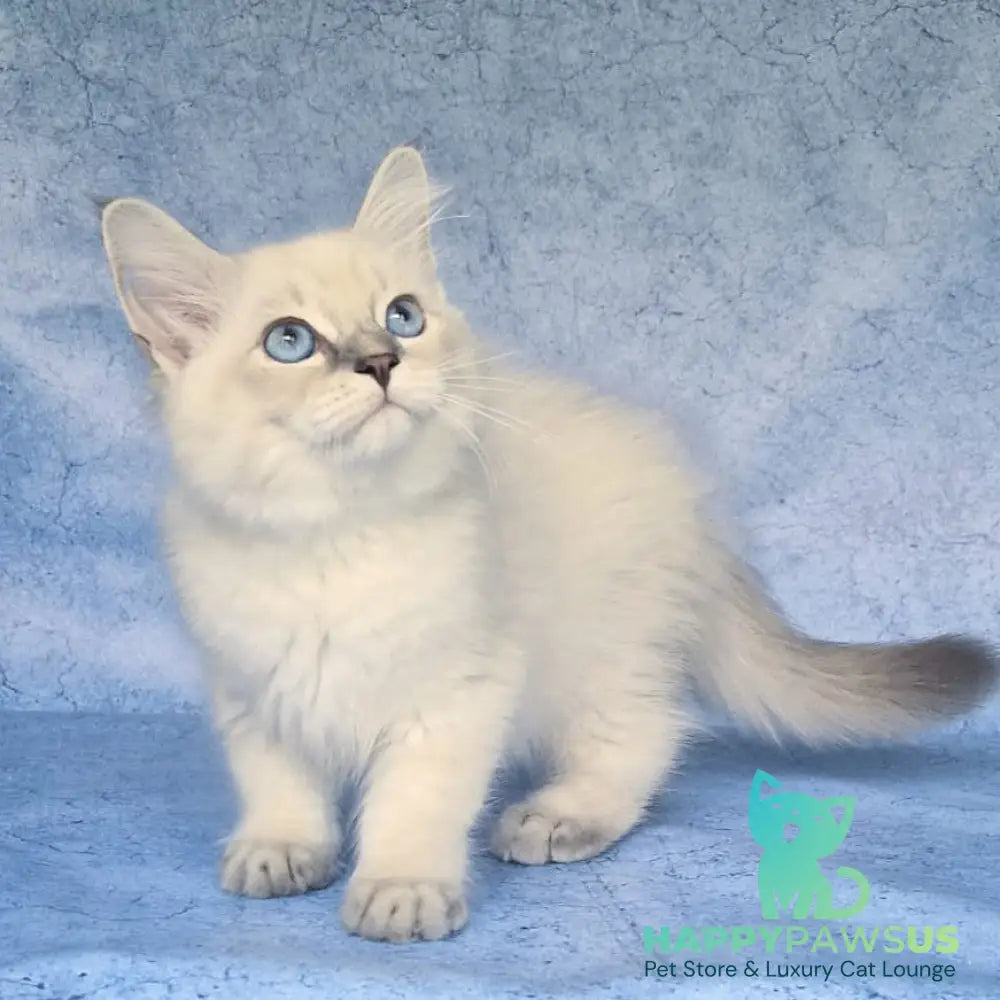 Fadey Siberian male blue tabby pointed - live animals