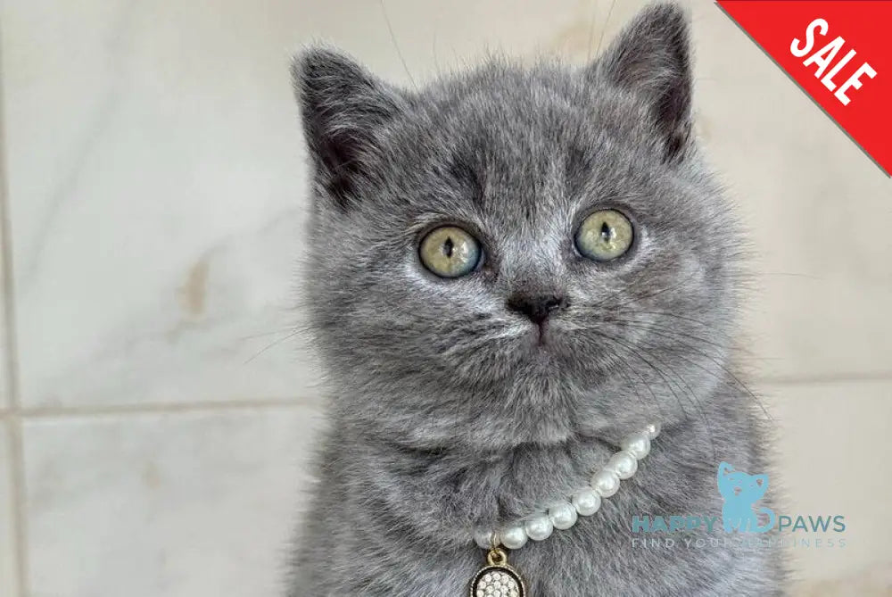 Faina British Shorthair female blue - live animals