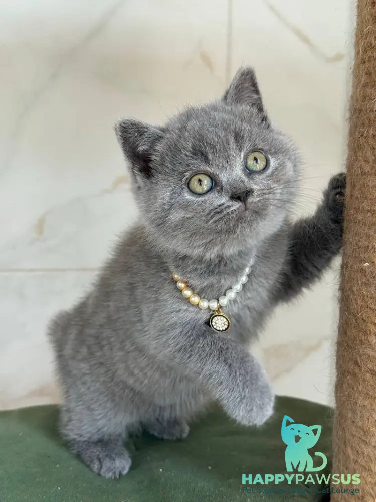 Faina British Shorthair female blue - live animals