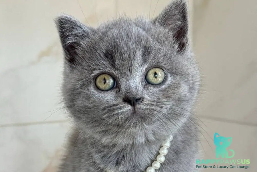 Faina British Shorthair female blue - live animals