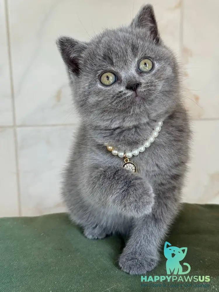 Faina British Shorthair female blue - live animals