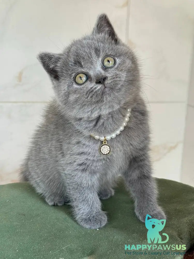 Faina British Shorthair female blue - live animals