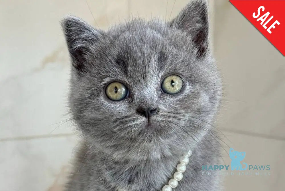 Faina British Shorthair female blue - live animals