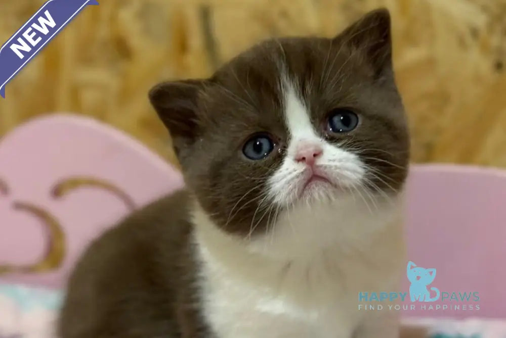 Faina British Shorthair female chocolate bicolour live animals