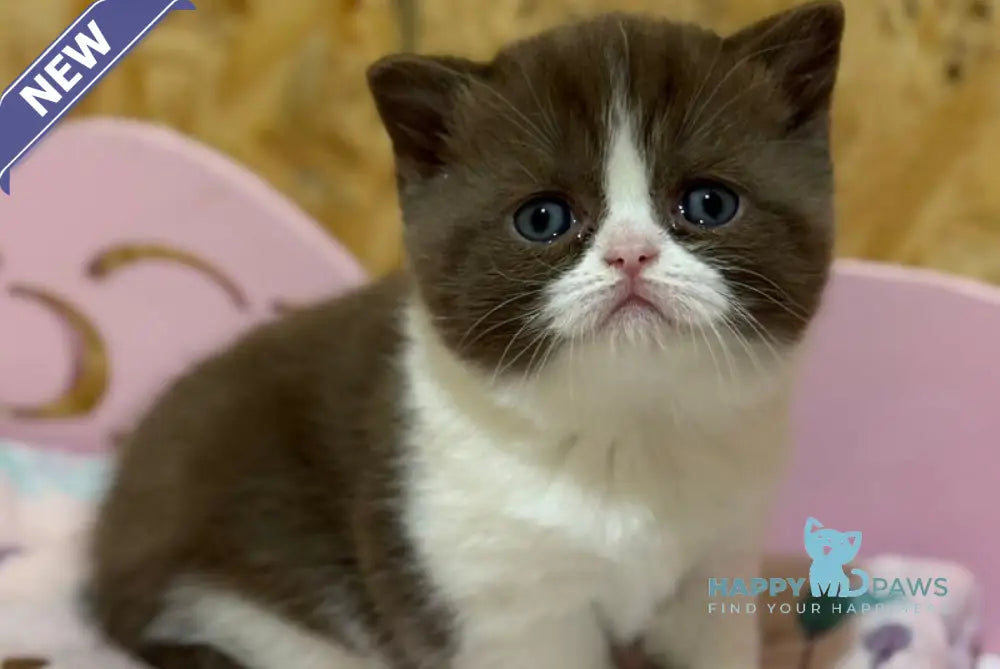 Faina British Shorthair female chocolate bicolour live animals