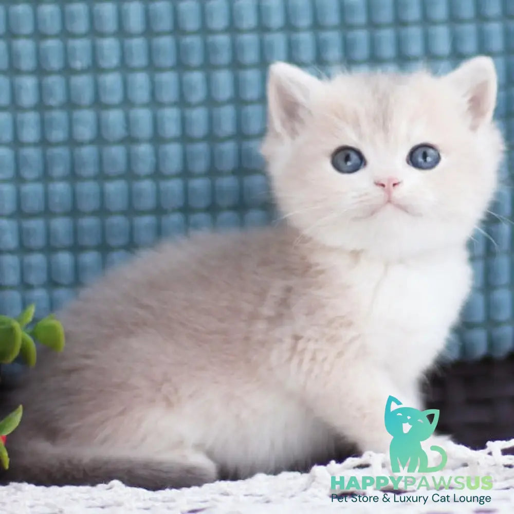 Fakira British Shorthair female blue golden shaded - live animals