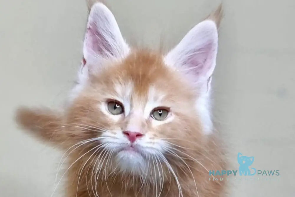 Falcon Maine Coon polydactyl male red ticked tabby live animals