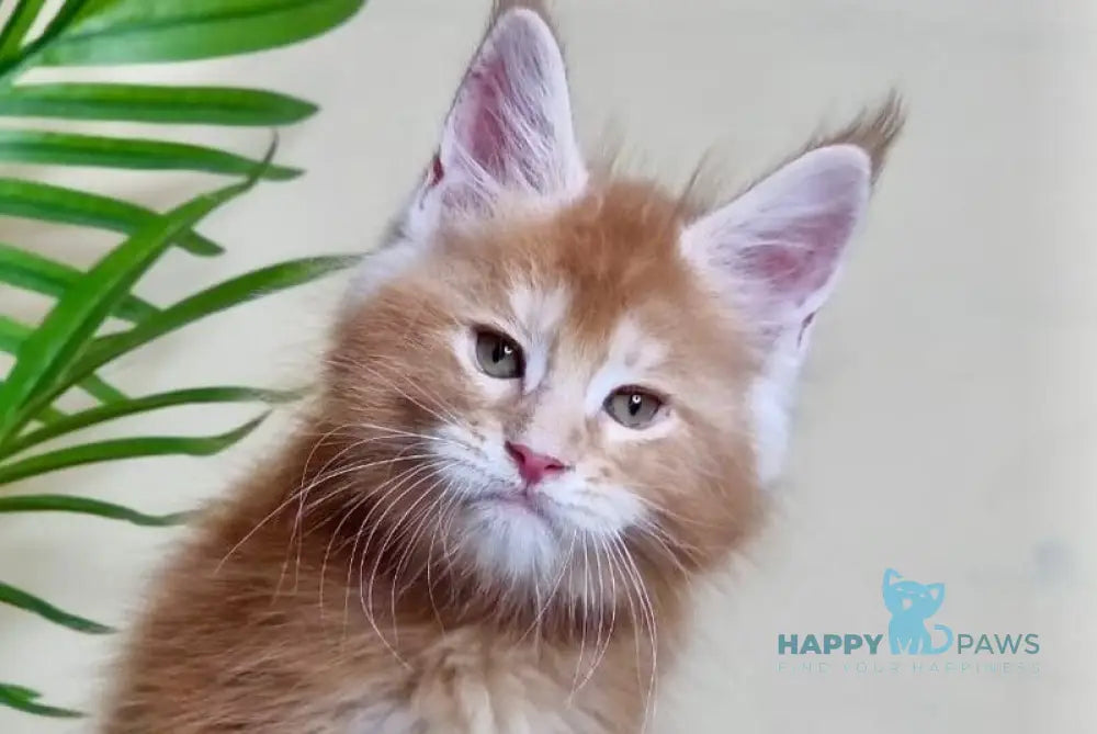 Falcon Maine Coon polydactyl male red ticked tabby live animals