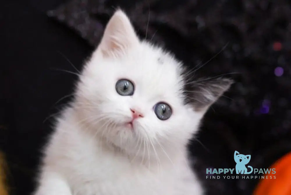 Fan Fan Scottish Straight male black harlequin live animals