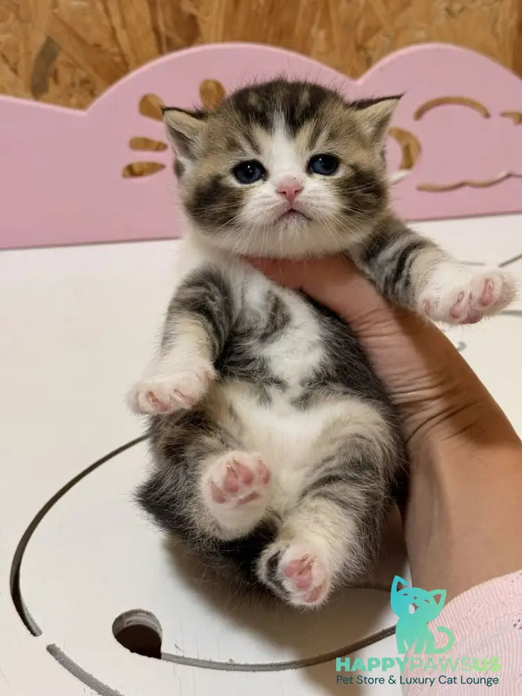 Fan Fan Scottish Straight male black ticked tabby bicolour - live animals