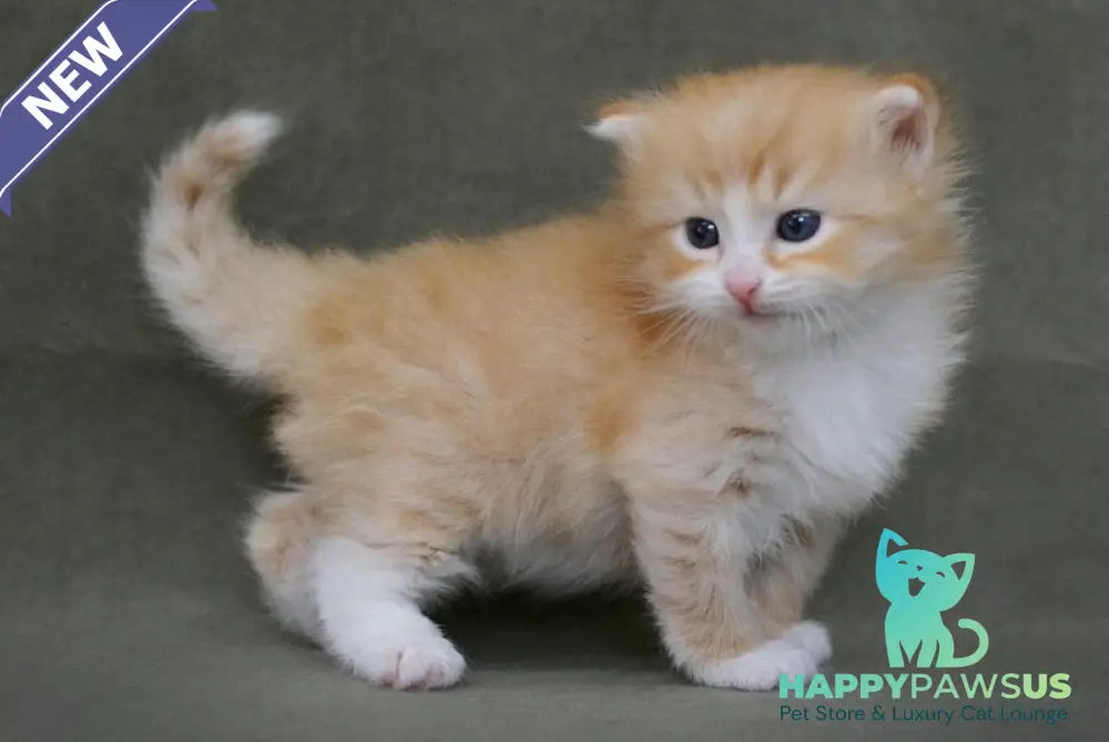 FanFan Siberian male red spotted tabby bicolour - live animals