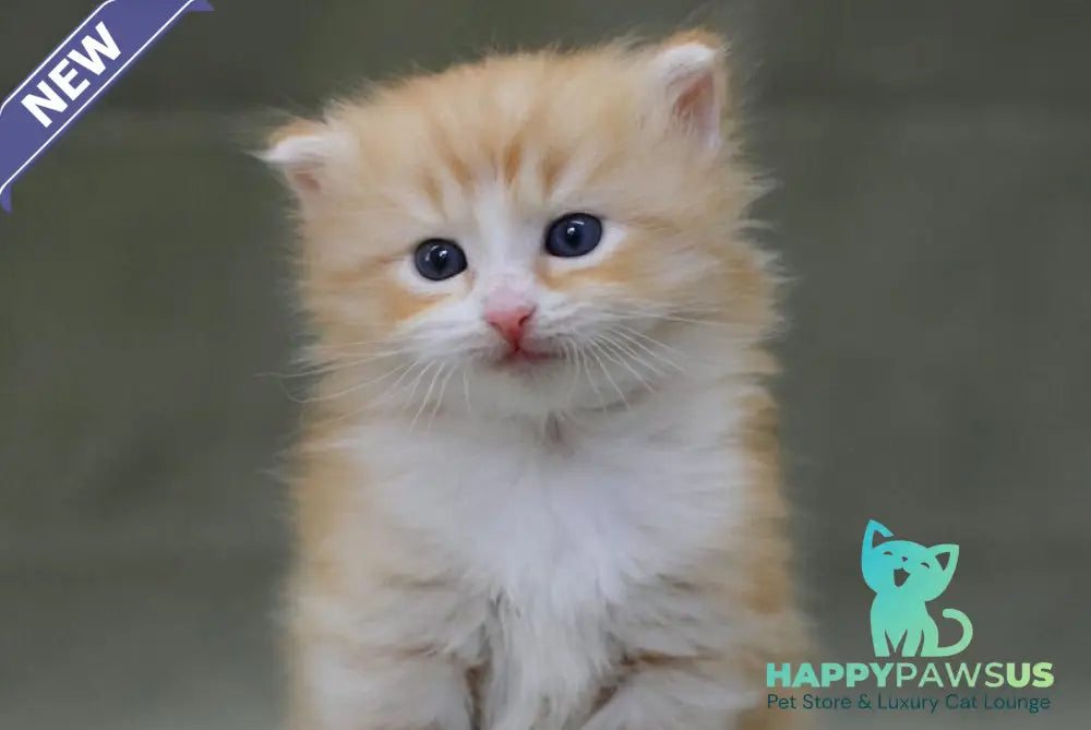 FanFan Siberian male red spotted tabby bicolour - live animals