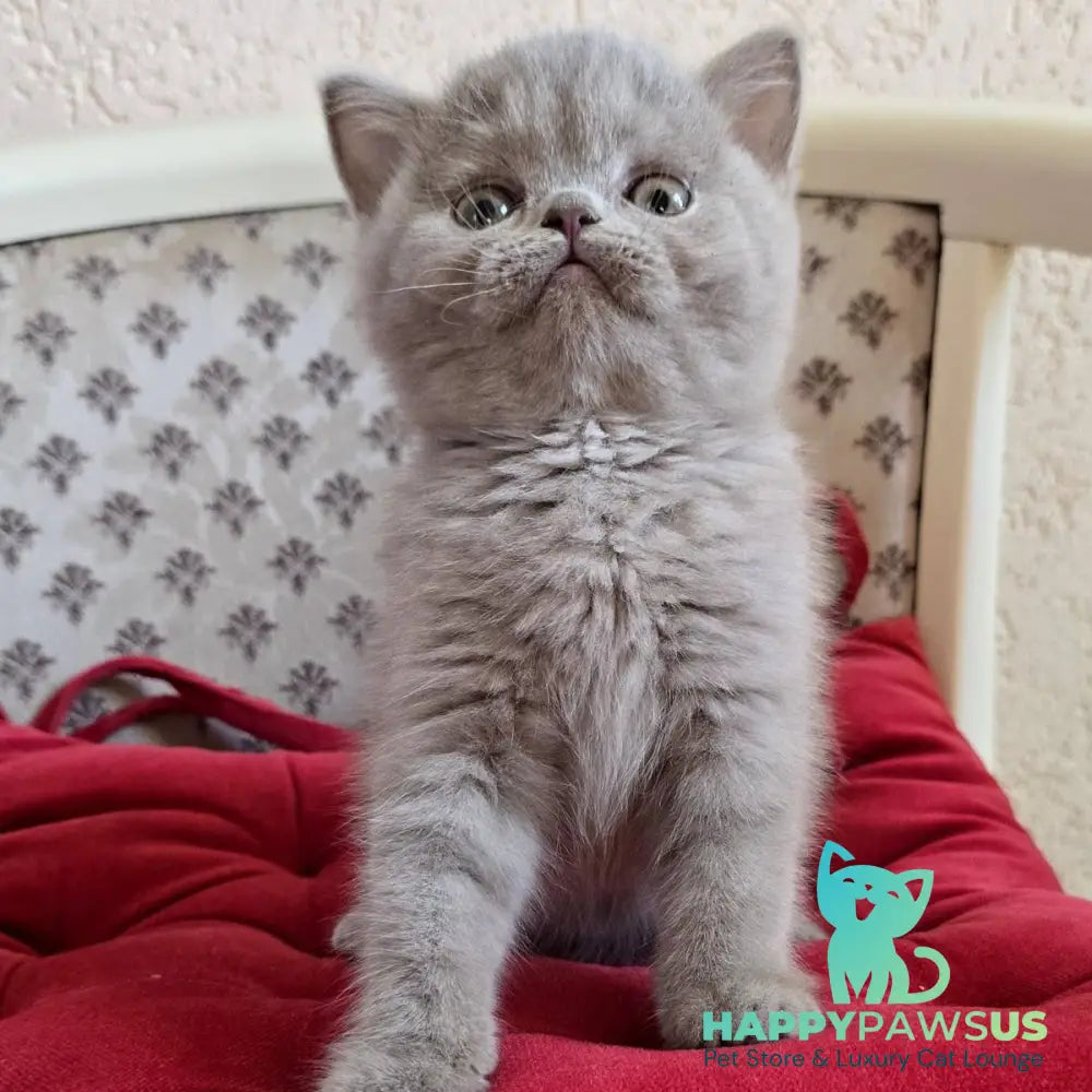 Fann Scottish Straight male lilac - live animals