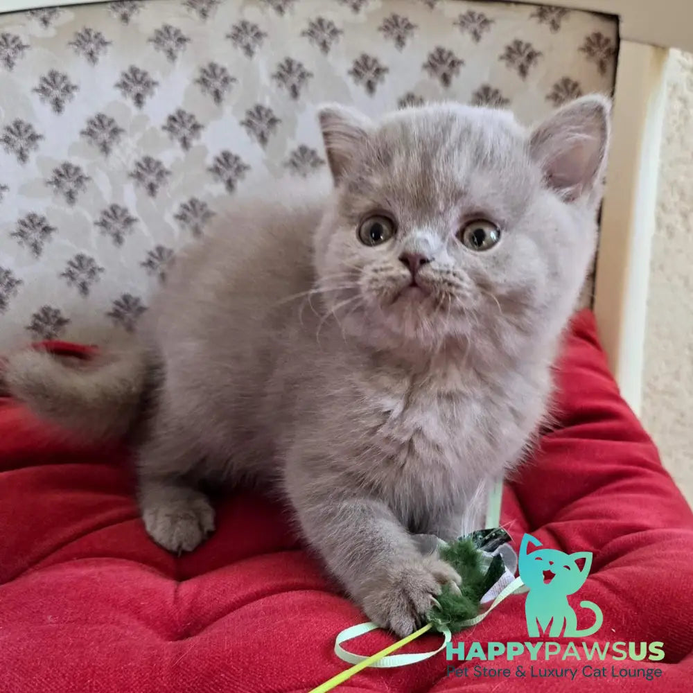 Fann Scottish Straight male lilac - live animals