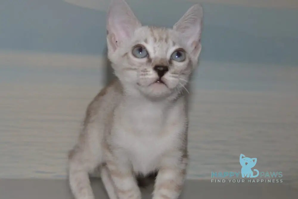 Fanni Bengal female black spotted tabby pointed live animals