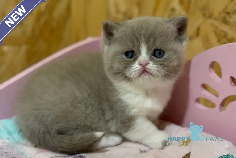 Fanny British Shorthair female lilac bicolour live animals