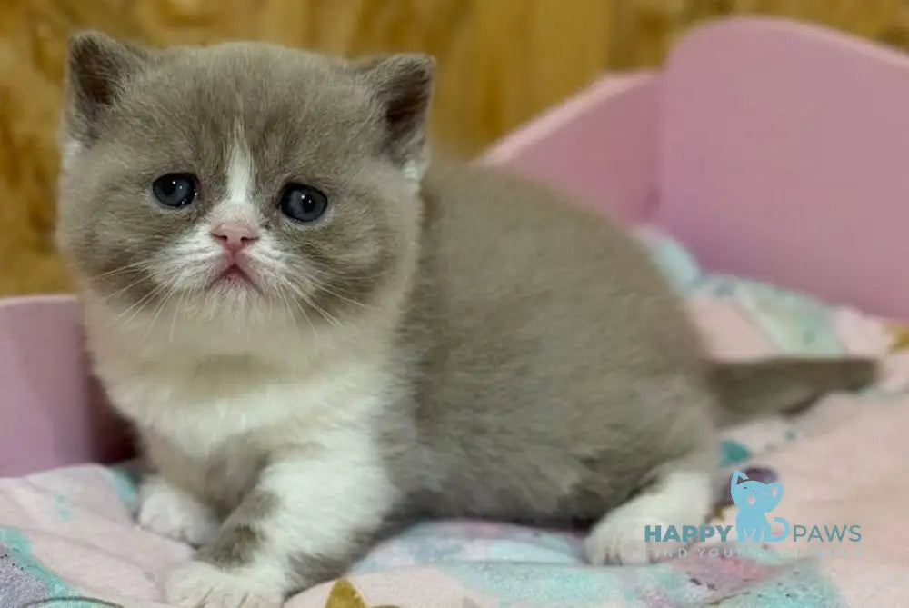 Fanny British Shorthair female lilac bicolour live animals