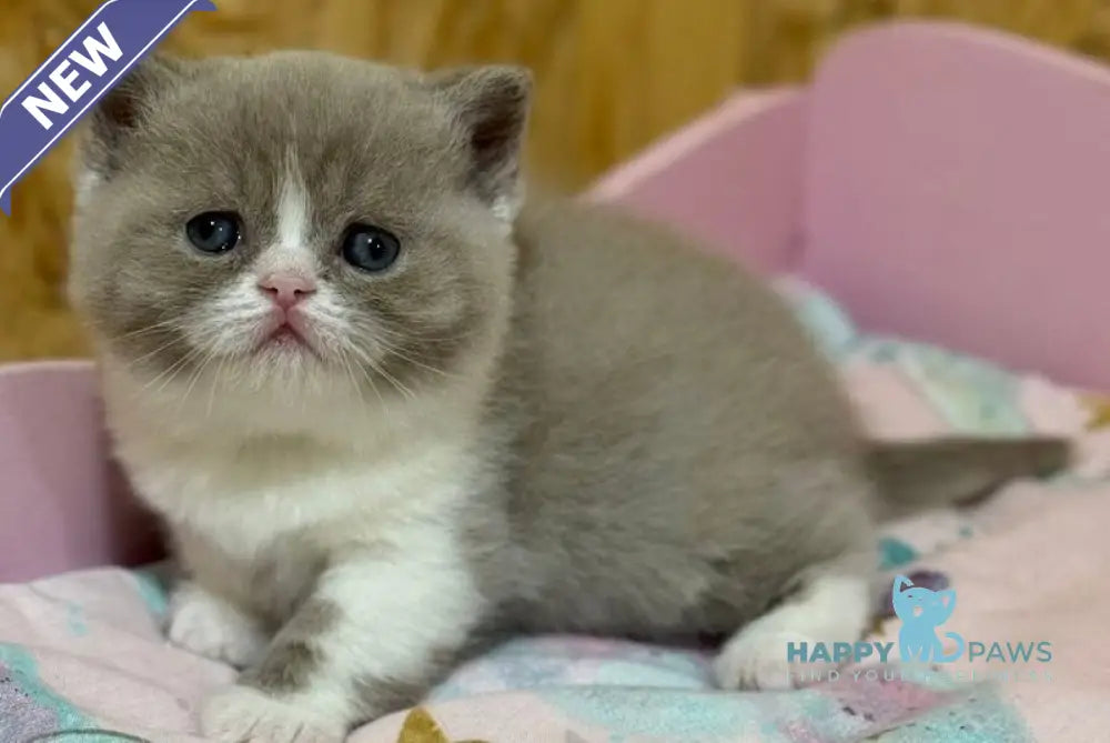 Fanny British Shorthair female lilac bicolour live animals