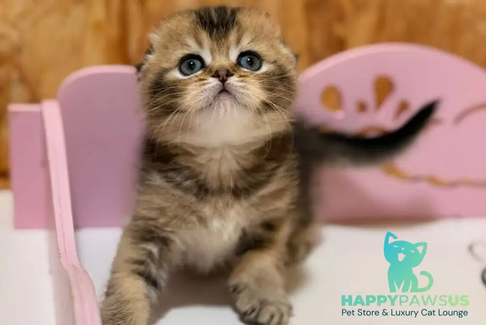 Fanny Scottish Fold female black ticked tabby - live animals