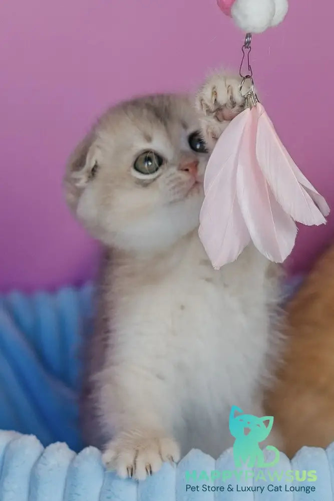 Fanny Scottish Fold female blue golden shaded - live animals