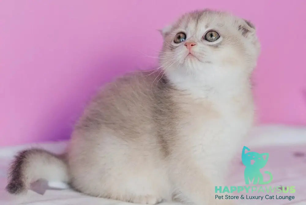 Fanny Scottish Fold female blue golden shaded - live animals