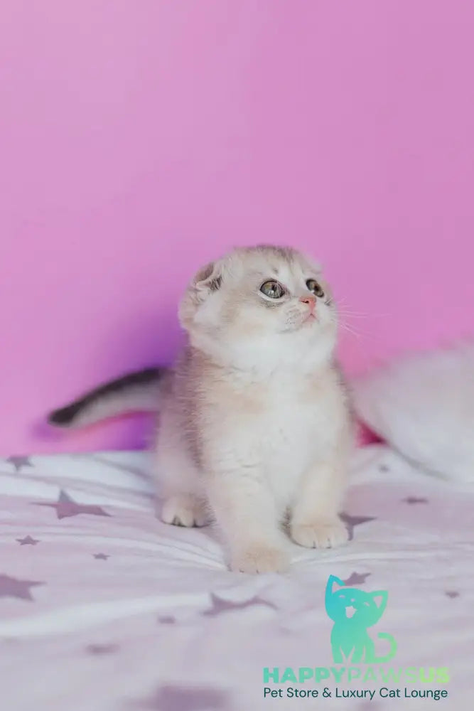 Fanny Scottish Fold female blue golden shaded - live animals