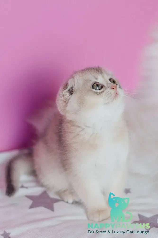 Fanny Scottish Fold female blue golden shaded - live animals