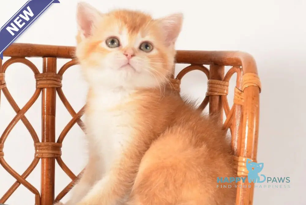 Fanny Scottish Straight female chocolate golden shaded - live animals