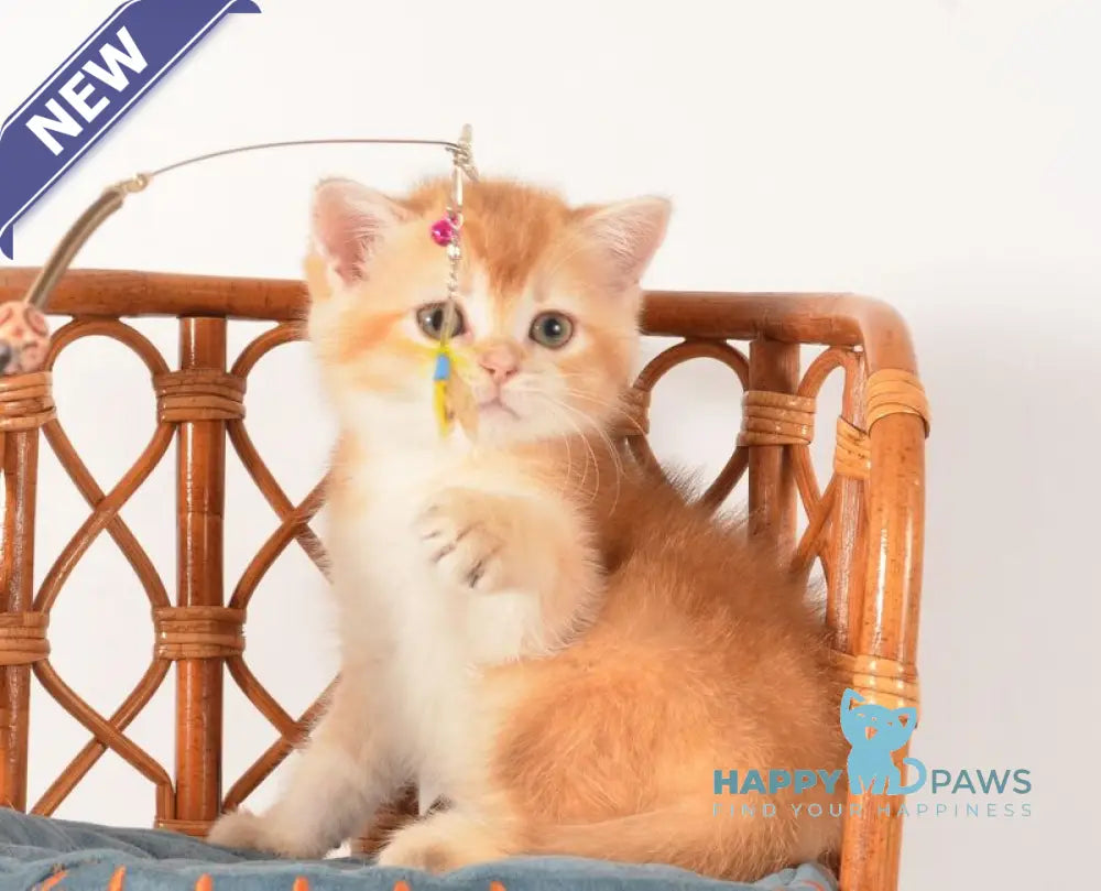 Fanny Scottish Straight female chocolate golden shaded - live animals