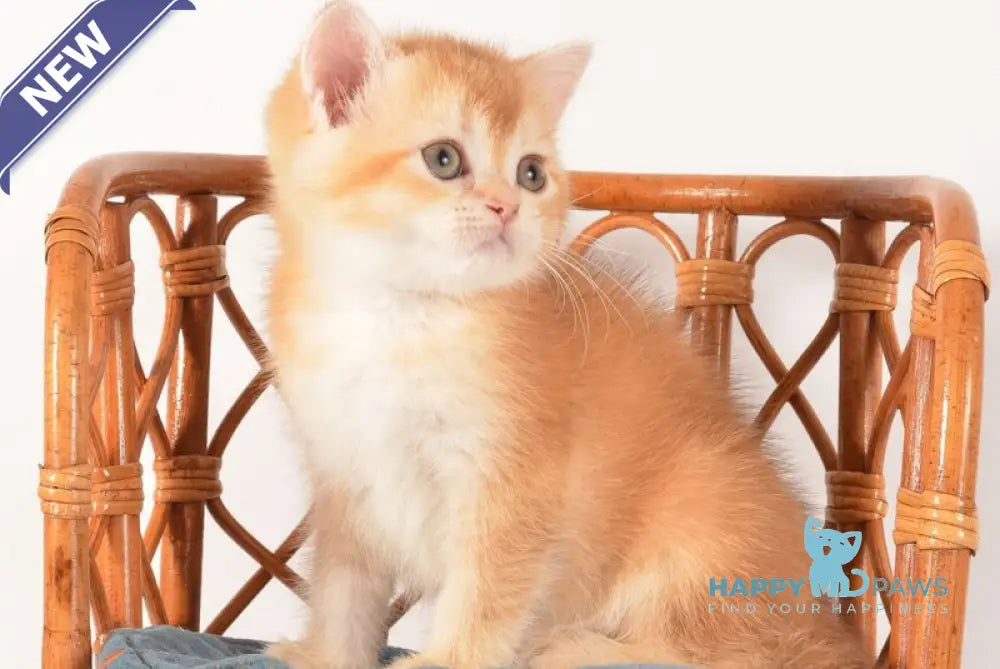 Fanny Scottish Straight female chocolate golden shaded - live animals