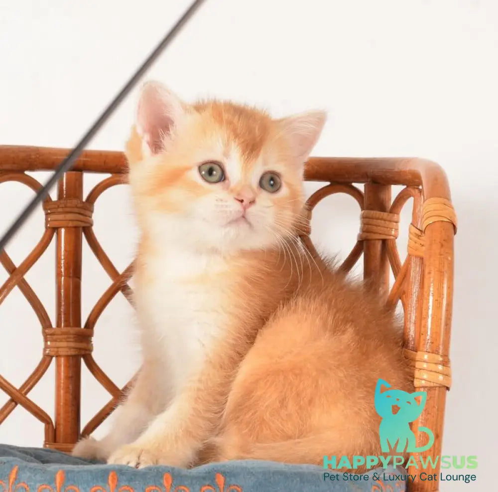 Fanny Scottish Straight female chocolate golden shaded - live animals