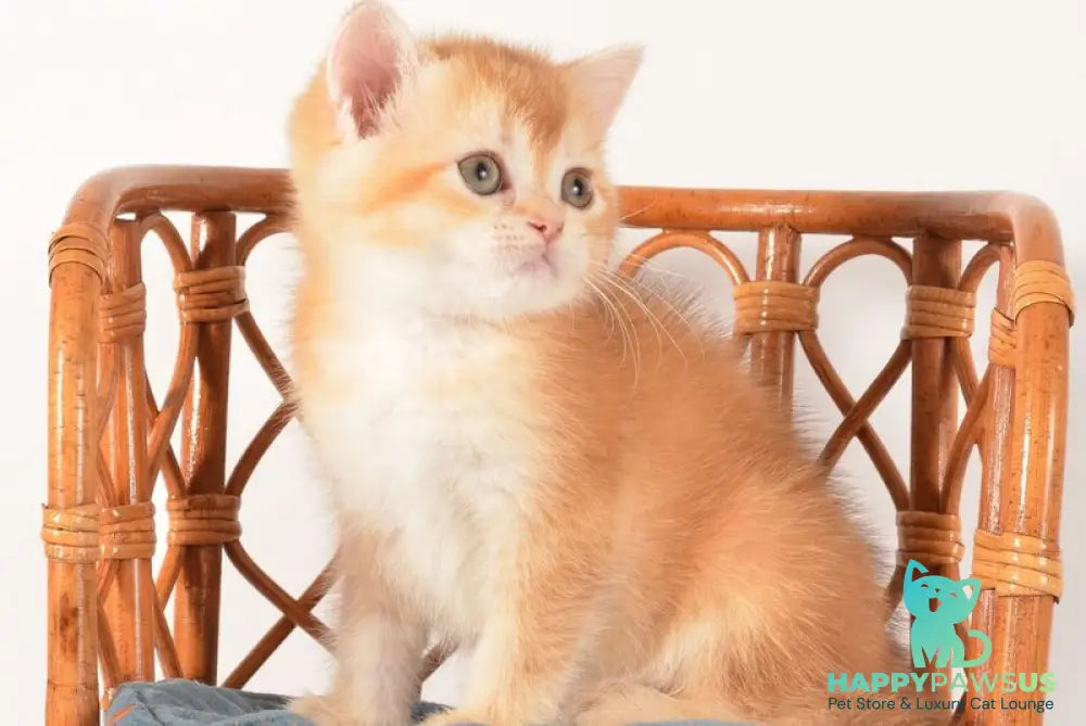 Fanny Scottish Straight female chocolate golden shaded - live animals
