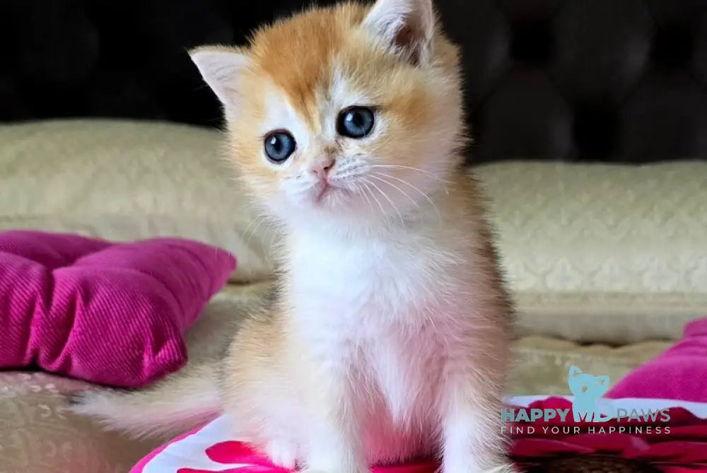Fanta British Shorthair female black golden chinchilla live animals